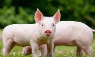 中国自研猪芯片量产 可预判小猪长大后是不是好种猪