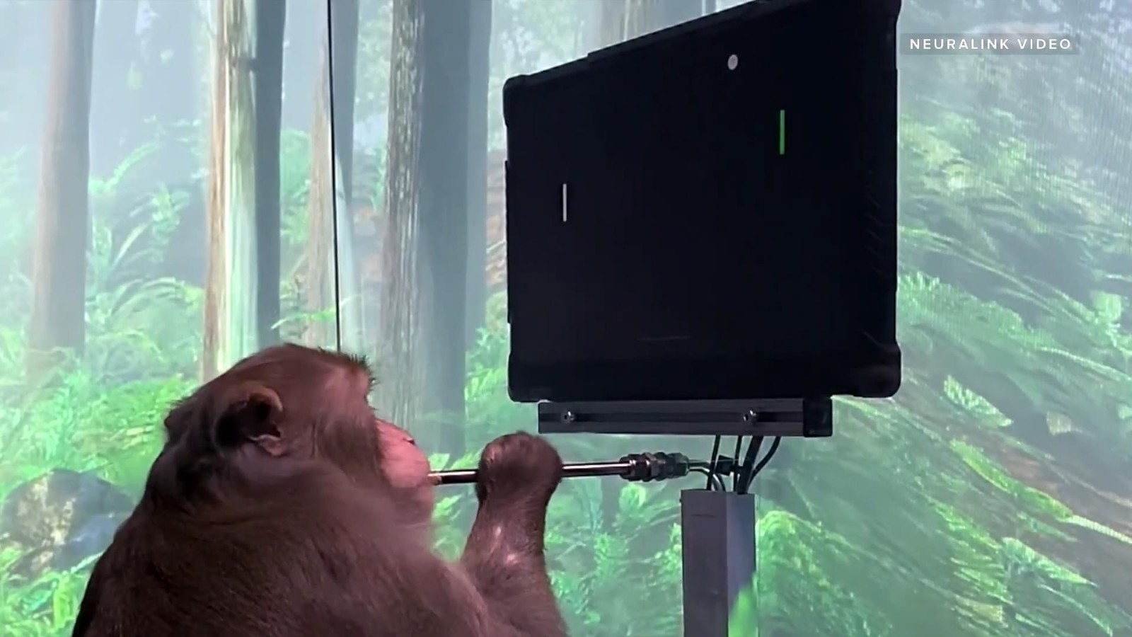 马斯克公布脑机接口视频 猴子能用“意念”打游戏