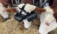 土耳其养殖户给奶牛戴上VR眼镜 产奶量竟大幅增加