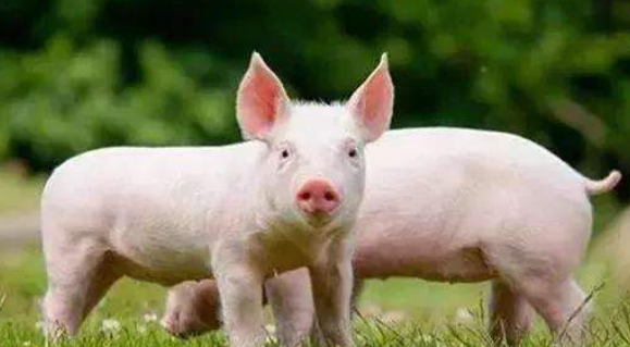中国自研猪芯片量产 可预判小猪长大后是不是好种猪