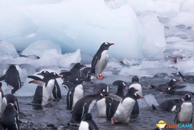 绿色和平组织在南极地区发现塑料和致癌化学物质